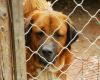 Polémique sur les chiens à Olbia, éclat de Lida : “Ils nous accusent de les avoir volés”