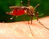 Virus transmis par les moustiques, plan de surveillance et de prévention prêt dans les Pouilles : “Pas d’alarme”