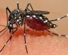 Alarme contre le virus des moustiques dans les Pouilles, virologue Chironna : « Prévention nécessaire »