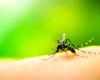 Dans les Pouilles, le plan de prévention contre les virus transmis par les moustiques est lancé : “Pas d’alarme dans la région”