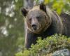 Schuler : “il est essentiel de réguler la population d’ours”, jusqu’à huit spécimens pourraient être tués – Actualités