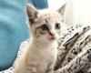 L’Enpa Vicenza lance un appel à l’adoption : 163 chats bloqués et des dizaines de bénévoles impliqués