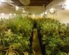 Crémone : 150 kilos de drogue et des centaines de plants de marijuana dans l’entrepôt