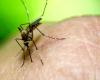 GUIDONIA – Ville plus propre, 55 mille euros pour la chasse aux moustiques