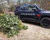 Culture de plus de 500 plants de marijuana découverte et détruite par la police à Crotone