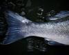 Federpesca: bon décret d’arrêt de la pêche, pas d’augmentation des jours