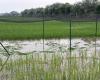 Agriculture, première rizière expérimentale ‘TEA’ détruite. Lombardie, Beduschi : acte criminel