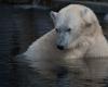Ours polaires en danger : « À ce rythme-là, ils sont voués à disparaître »