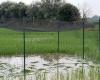 Une riziculture expérimentale dans la province de Pavie a été détruite