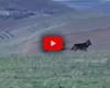 les loups défendent les vignes des attaques d’autres animaux, ANSA Vidéo