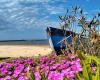 Une photo par jour : « Fleurs sur la plage » de Cristina Giachè est la plus belle de mai 2024