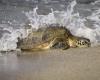 Le soleil revient à la mer, la tortue part de Marina di Grosseto