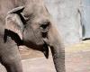 Un éléphant piétine un touriste américain de 64 ans en Zambie qui décède des suites de ses blessures.