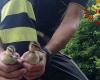 Deux poussins de canards colverts sauvés aux chutes des Marmore à Terni