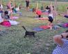 Lugo, un cours de pilates sur la pelouse avec des chats et des tisanes à la chatterie