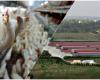 “Entrepôt illégal dans le grand élevage de poulets Fileni, dans la région d’Ancône”: ​​6 personnes sous enquête, dont cinq agents publics