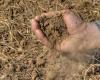 Sécheresse, suivi par Confagricoltura Taranto : graves dégâts sur le blé, les agrumes, les oliviers, les potagers et les vignobles – Du Territoire