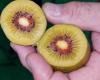 Un kiwi à cœur rouge est cultivé près de Latina – Actualité mondiale agricole