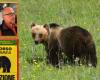 Le zoologiste Zibordi: «Il y a au moins 54 ours qui ont quitté les frontières du Trentin» – Actualités