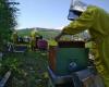 Cri d’alarme des apiculteurs des Marches : la production de miel et la survie des abeilles sont en danger