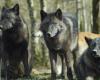 Femme attaquée par des loups au zoo de Thoiry en France alors qu’elle faisait du jogging. “C’était une zone réservée aux voitures”