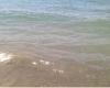 Mer sale à Salerne, Cammarota : stupidité de ne pas vouloir mettre en œuvre les propositions