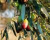 L’intensité et la durée de la sécheresse influencent différemment la croissance des olives