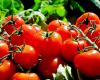 Les exportations siciliennes augmentent mais les ventes de tomates de Raguse et de Syracuse – Ragusa Oggi sont en baisse
