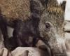 Peste porcine, les sangliers tués en Ligurie (zone 1) peuvent être consommés