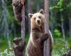 Meurtre de l’ours Amarena, la Lndc Animal Protection se constitue partie civile au procès