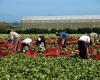 CIA – Agriculteurs italiens – Cia Veneto : plus de 20 000 travailleurs saisonniers nécessaires dans l’agriculture