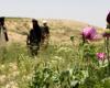 Les talibans éradiquent l’opium et les femmes. Et c’est suffisant pour que l’ONU négocie