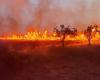 Le Cesine : incendie d’origine probable malveillante, plusieurs hectares de réserve naturelle en feu – Senza Colonne News